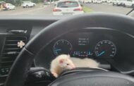 Driving with Pets: Laws You Could Be Breaking