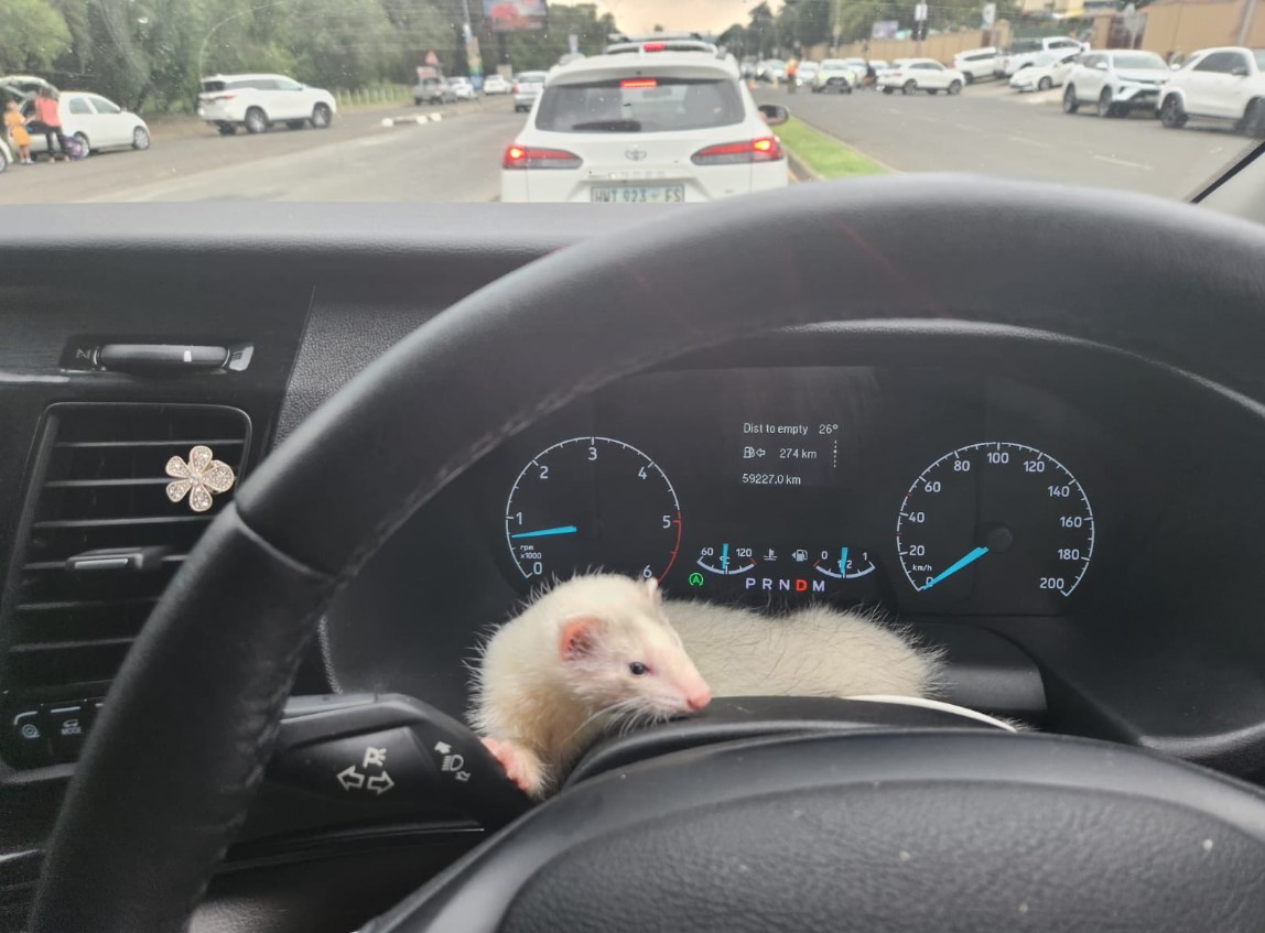 Driving with Pets: Laws You Could Be Breaking