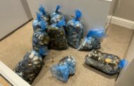Operation Bamba clamped down on illegal abalone trade