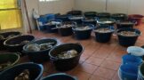 Police seize abalone worth over R1 million in Douglas operation