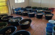 Police seize abalone worth over R1 million in Douglas operation