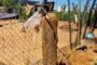 Illegal miners and undocumented persons nabbed during ongoing Vala Umgodi operations in Limpopo