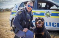 Injured K9 'Night' apprehended suspect in housebreaking