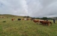 High-density operation conducted in Mpumalanga to combat stock theft