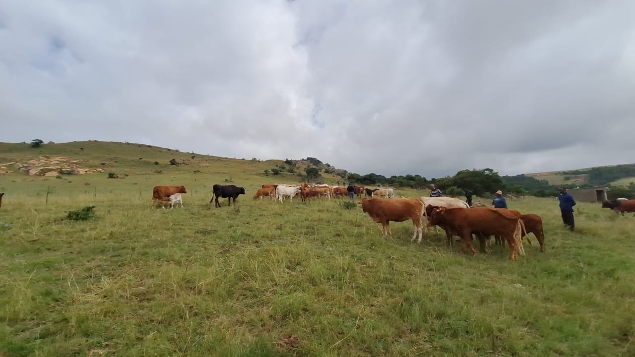 High-density operation conducted in Mpumalanga to combat stock theft