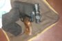 Search for a Missing Person from New Phase, Trenance Park, Verulam