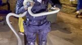 2.8 Meter Black Mamba Captured: Canelands - KZN