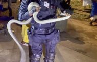 2.8 Meter Black Mamba Captured: Canelands - KZN
