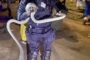 2.8 Meter Black Mamba Captured: Canelands - KZN