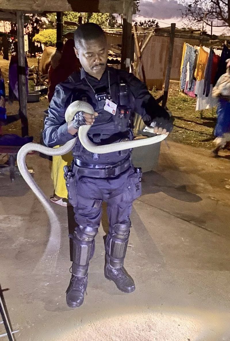 2.8 Meter Black Mamba Captured: Canelands - KZN