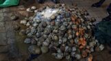 Five suspects arrested for possession of abalone