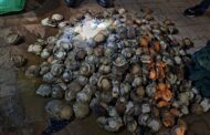 Five suspects arrested for possession of abalone