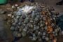 Five suspects arrested for possession of abalone