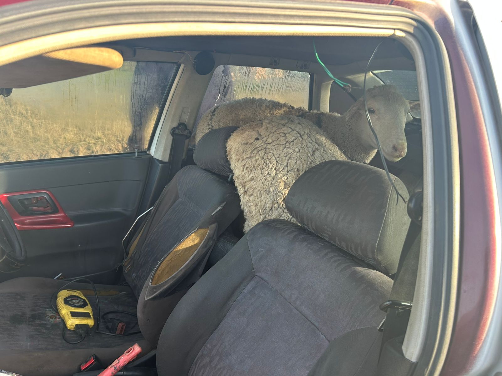 Four arrested for stolen livestock in Mthatha