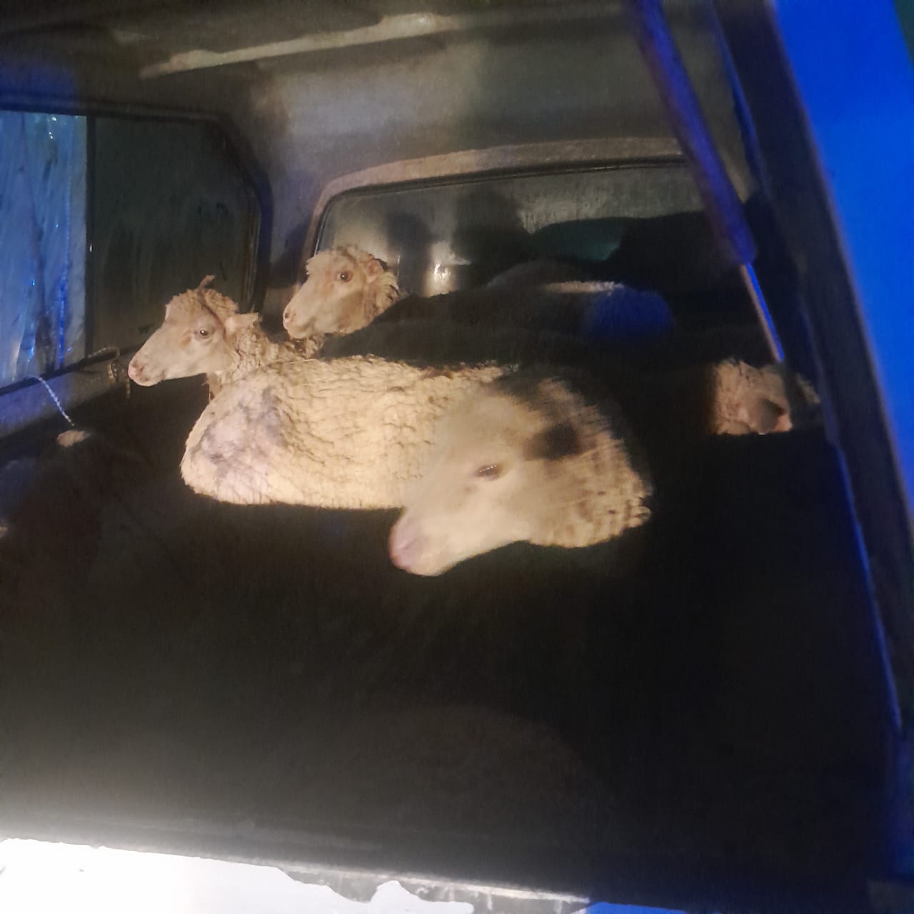 OR Tambo police intensify Operation Shanela 2