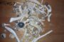 Man arrested after he broke into a property at a communal house in Hilltop, KwaZulu-Natal