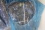 SAPS shows ongoing commitment towards eradicating the trade in illicit or counterfeit goods
