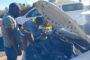 Operation Shanela II nets 399 suspects and continues to clamp down on crime in the Northern Cape