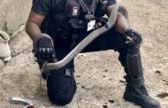 Black Mamba Captured in Dog Kennel: Coniston - KZN
