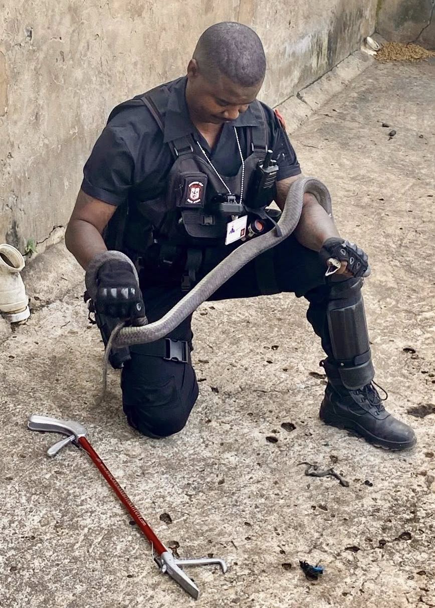 Black Mamba Captured in Dog Kennel: Coniston - KZN