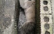 Injured Monkey Rescued: Canelands - KZN