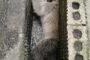 Injured Monkey Rescued: Canelands - KZN