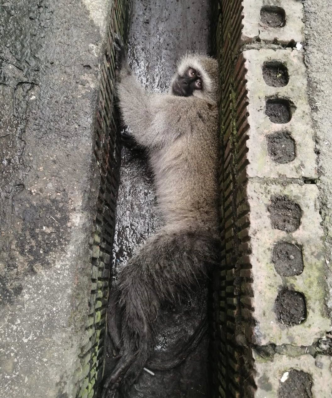 Injured Monkey Rescued: Canelands - KZN