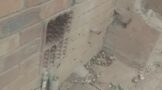 Family Concern Over Bee Swarm: Oakford - KZN