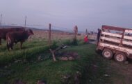 Suspects arrested for possession of suspected stolen livestock