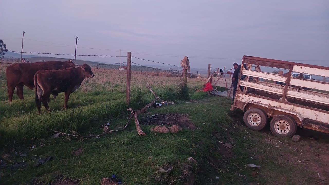 Suspects arrested for possession of suspected stolen livestock