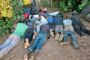 Farm owner and 19 undocumented suspects arrested in the Benoni Area