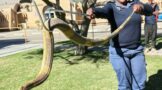 Two Danielskuil members brave dangerous snakes