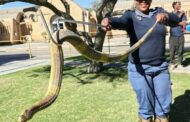Two Danielskuil members brave dangerous snakes