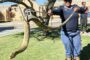 Two Danielskuil members brave dangerous snakes