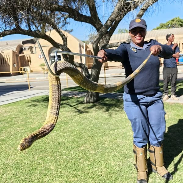 Two Danielskuil members brave dangerous snakes