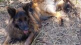 Unrelenting Mi7 Team Rescues Trapped Dog After Three-Day Search in Howick