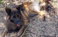Unrelenting Mi7 Team Rescues Trapped Dog After Three-Day Search in Howick