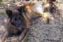 Unrelenting Mi7 Team Rescues Trapped Dog After Three-Day Search in Howick