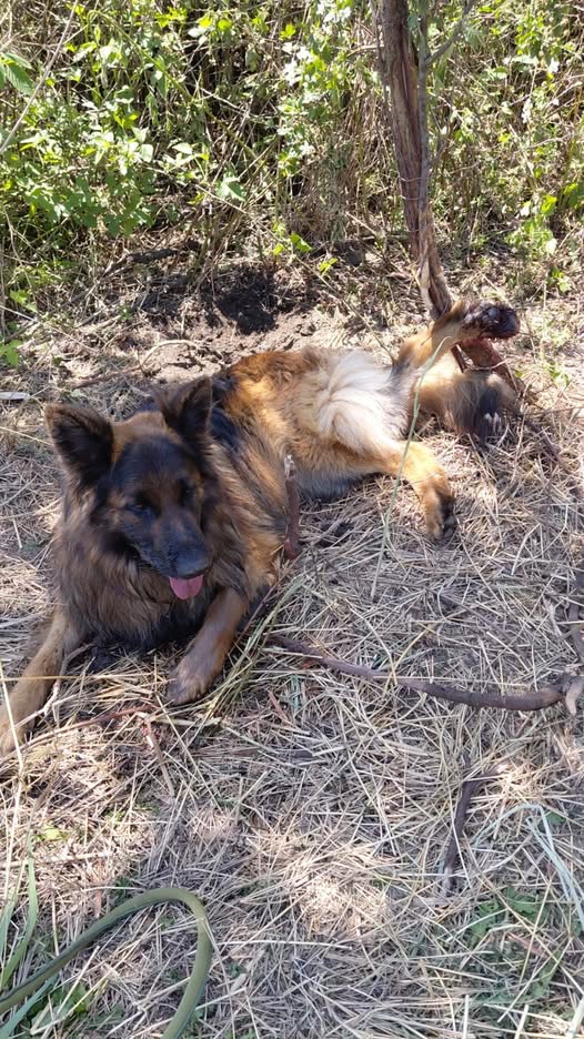 Unrelenting Mi7 Team Rescues Trapped Dog After Three-Day Search in Howick