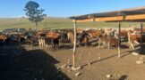 OR Tambo Stock Theft Prevention Task Team recovers suspected stolen stock in Tsolo and Qumbu
