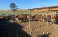 OR Tambo Stock Theft Prevention Task Team recovers suspected stolen stock in Tsolo and Qumbu