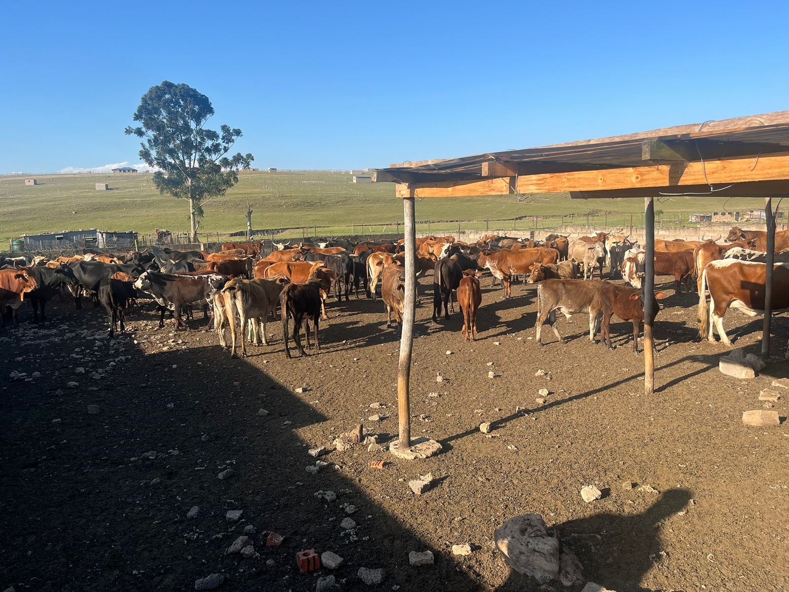 OR Tambo Stock Theft Prevention Task Team recovers suspected stolen stock in Tsolo and Qumbu