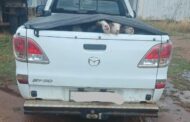 Two suspects have been arrested in Apel for possession of suspected stolen livestock