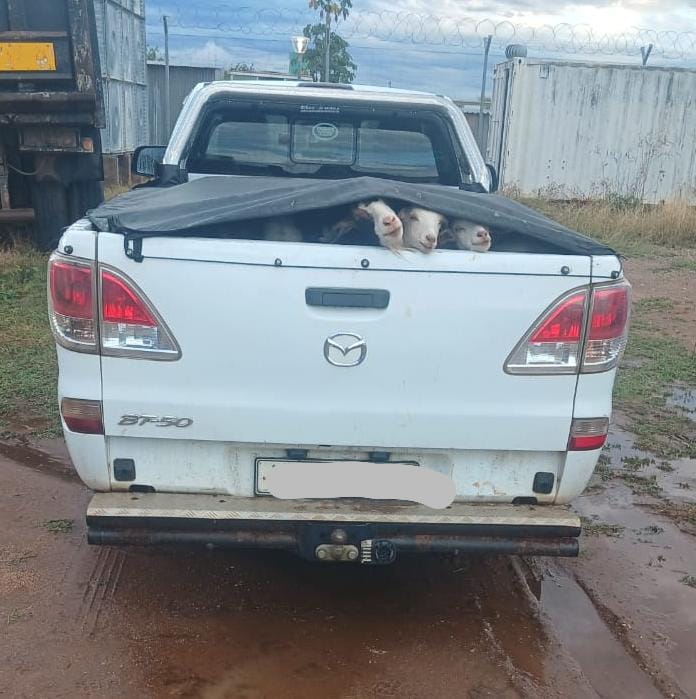 Two suspects have been arrested in Apel for possession of suspected stolen livestock