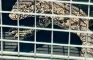 A half-metre monitor lizard was safely captured at a high school in Tongaat