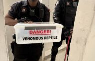 Three (3) Snakes Found In Building: Verulam CBD - KZN