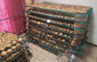 Police confiscate abalone worth over R3 Million