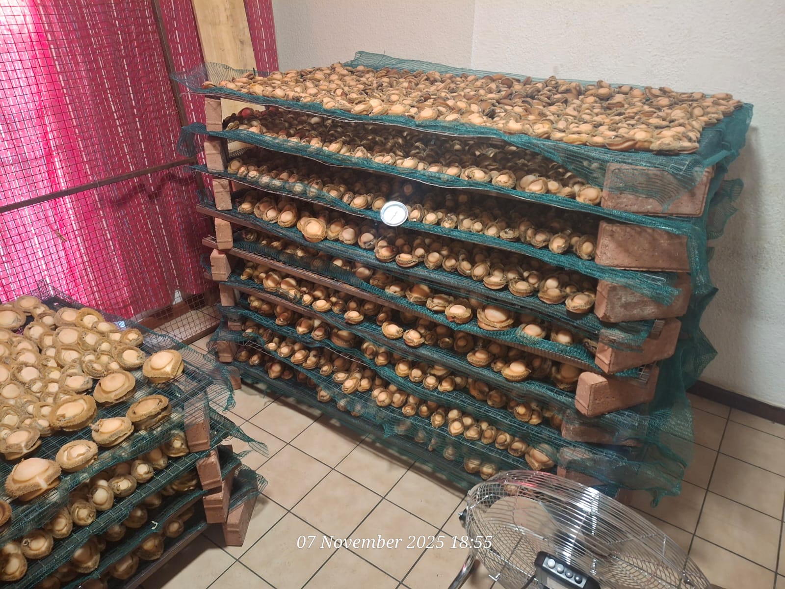 Police confiscate abalone worth over R3 Million