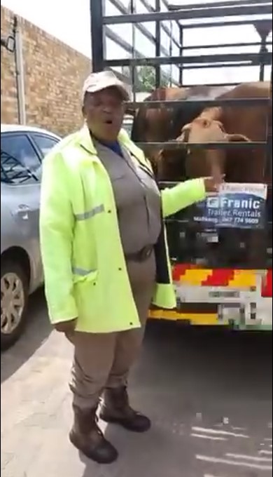 Stock theft suspect fled the scene when stopped by traffic officers on R49 near Dihatshwane Village outside Mahikeng