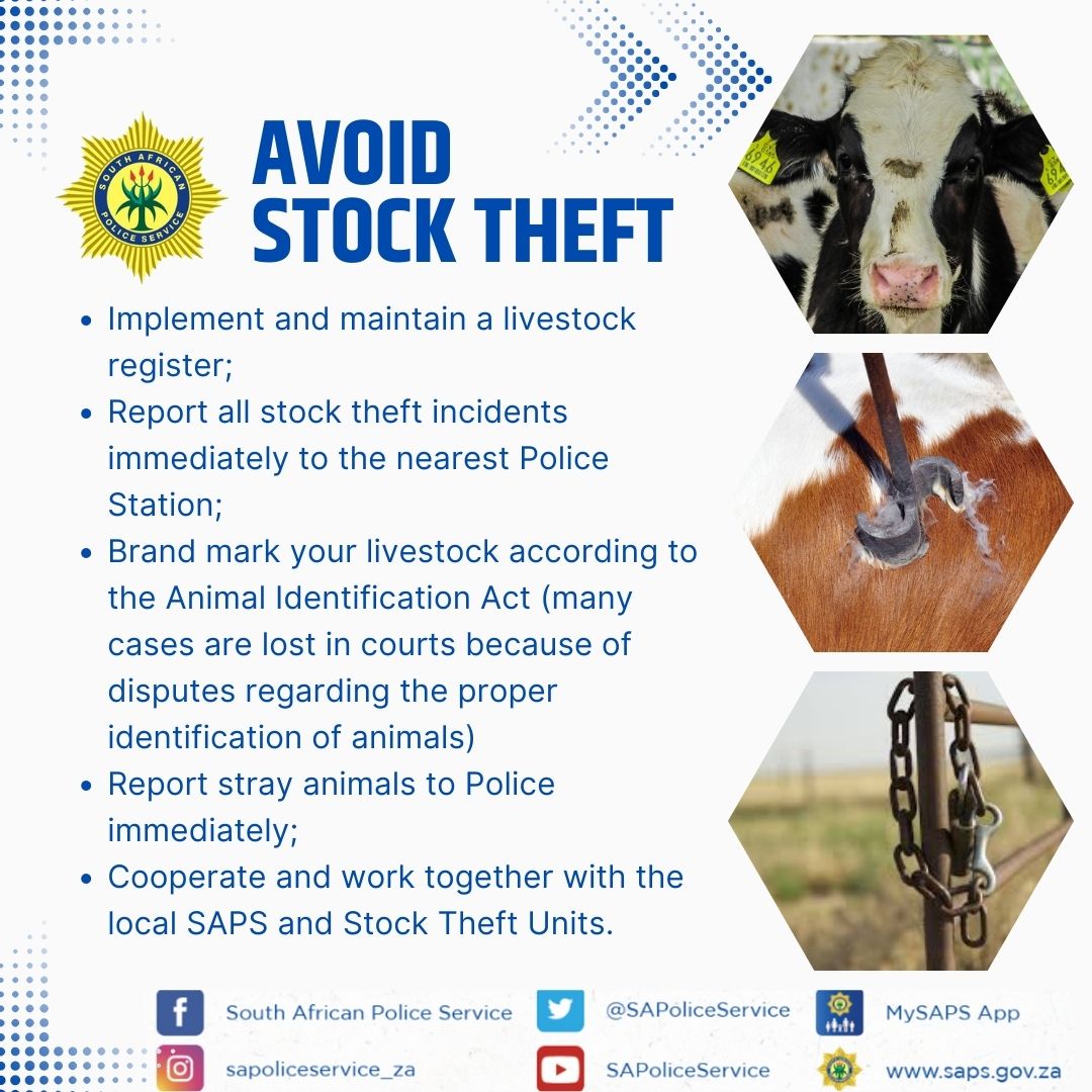 Police search for owners of seven cattle that were found at an auction in Mokopane